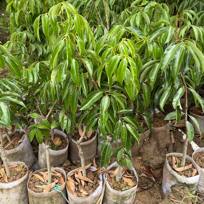 荔枝树苗嫁接仙进奉早熟妃子笑桂味荔枝苗南方庭院盆栽地栽带土-图0