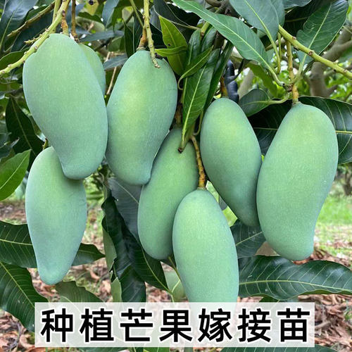 芒果苗树嫁接广西桂七芒果苗四季蜜芒金煌芒盆栽地栽南方果树带土 - 图1