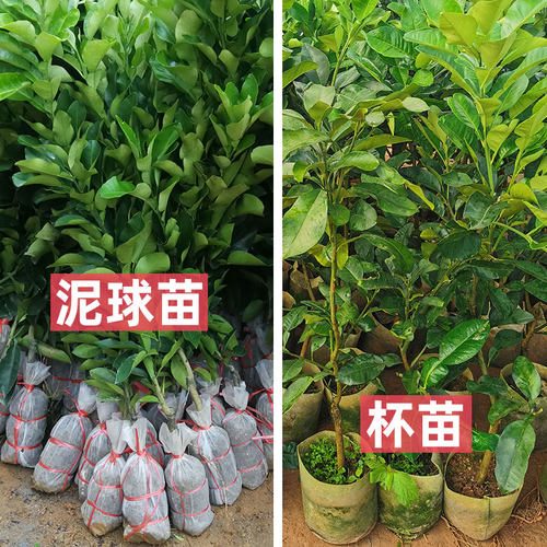 泰国红宝石柚子树苗嫁接青皮红肉红心蜜柚苗南方种植特大当年结果 - 图0