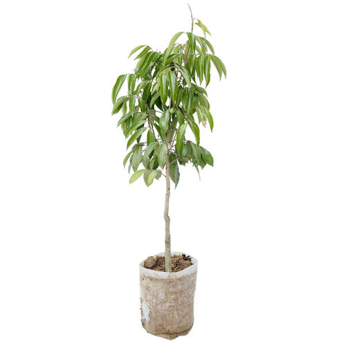 荔枝树苗嫁接仙进奉早熟妃子笑桂味荔枝苗南方庭院盆栽地栽带土 - 图3