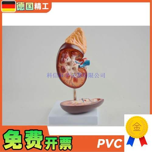 德国】人体肾模型肾解剖1比1肾脏泌尿I科医药礼品可拆教学科普教 - 图0