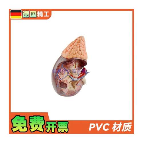 德国】人体肾模型肾解剖1比1肾脏泌尿I科医药礼品可拆教学科普教 - 图3