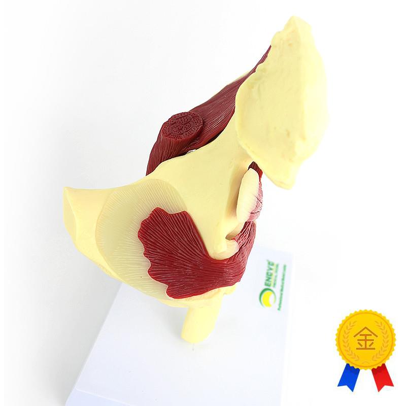 ENOVO颐i诺人体髋关节附肌肉模型关节肌肉运动解剖髋肌 - 图0