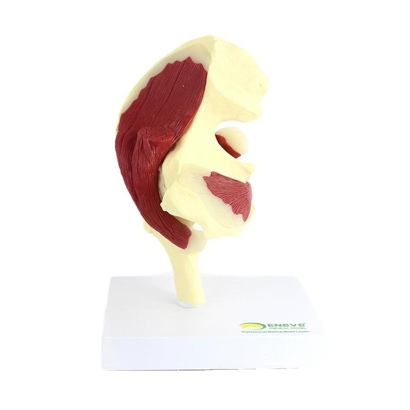 ENOVO颐i诺人体髋关节附肌肉模型关节肌肉运动解剖髋肌 - 图3