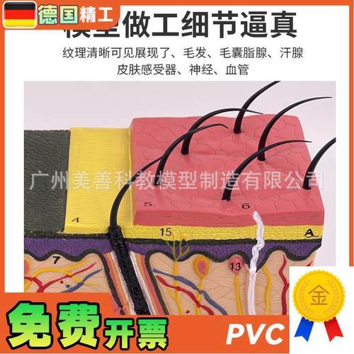 立体皮肤组织结构放大模型层次人体构造分层O解剖模具美容整形毛 - 图1