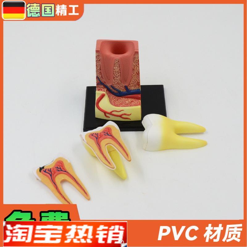 德国】拼装玩具人体牙齿拼装模型 器官解剖模型医学教学DIY科教 - 图1
