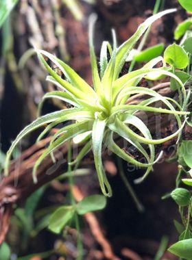 高仿真环境绿植景观假花