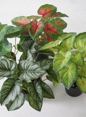 现代简约桌面仿真植物盆景
