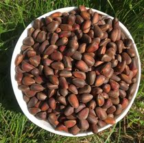 Raw snow pine son squirrels grain snacks Grinding Tooth Bulk Pine thin shell rations raw small pine nuts 500g