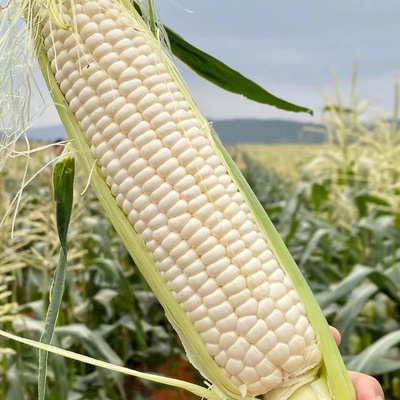 新鲜糯玉米棒子带皮苞谷粒农家自种现摘嫩糯甜粘非转基因带壳