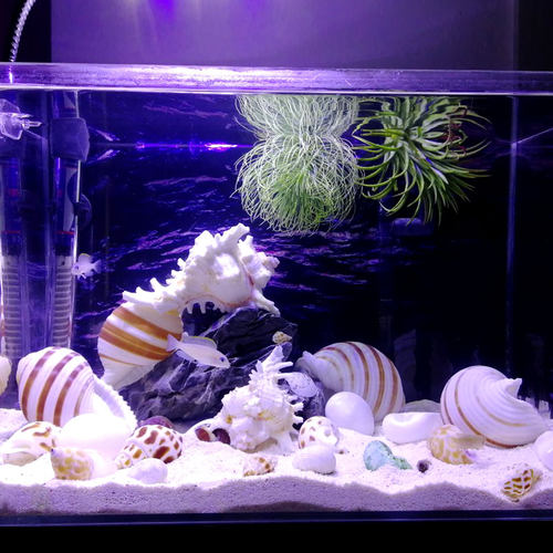 千手菊花螺天然贝壳海螺家居地台鱼缸造景水族箱装饰品地中海摆件 - 图1