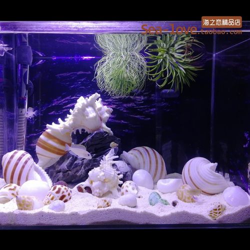 琴螺天然贝壳海螺多肉花盆摆件道具卷贝鱼寄居蟹替换壳鱼缸造景 - 图3