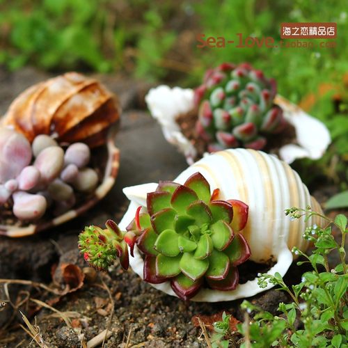 琴螺天然贝壳海螺多肉花盆摆件道具卷贝鱼寄居蟹替换壳鱼缸造景 - 图2
