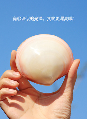 贝壳工艺品贝壳海螺天然