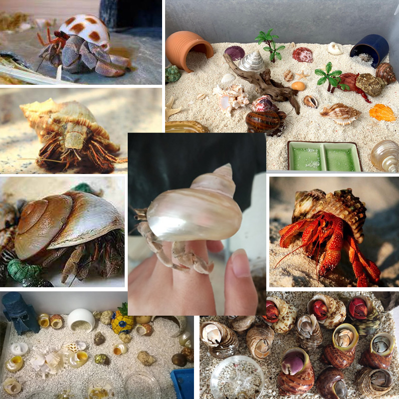 天然贝壳海螺卷贝鱼寄居蟹替换专用壳鱼缸造景摆件水族箱装饰 - 图1