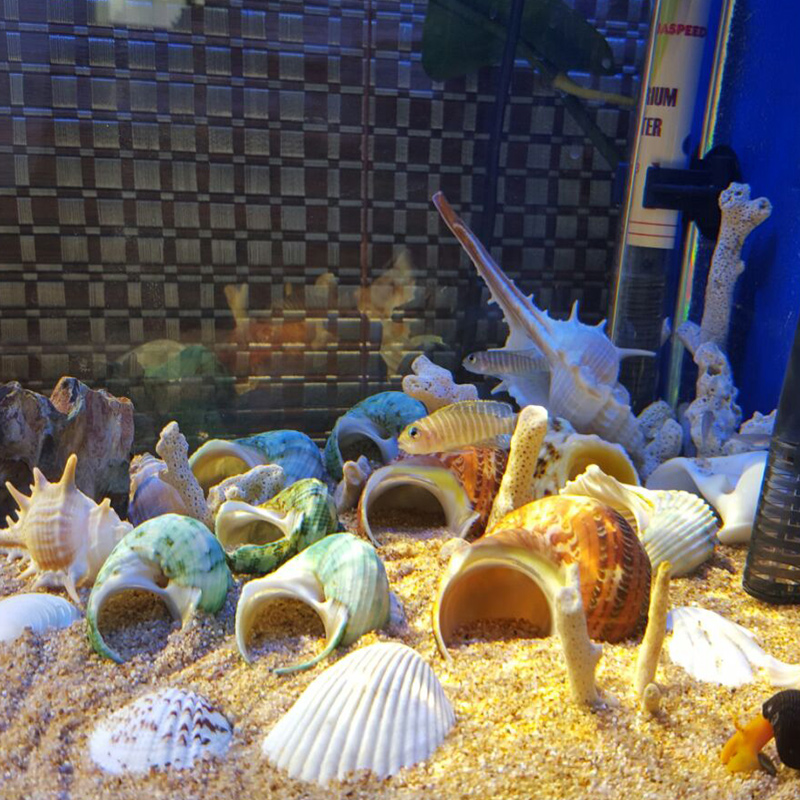 天然贝壳海螺卷贝鱼寄居蟹替换专用壳鱼缸造景摆件水族箱装饰 - 图3