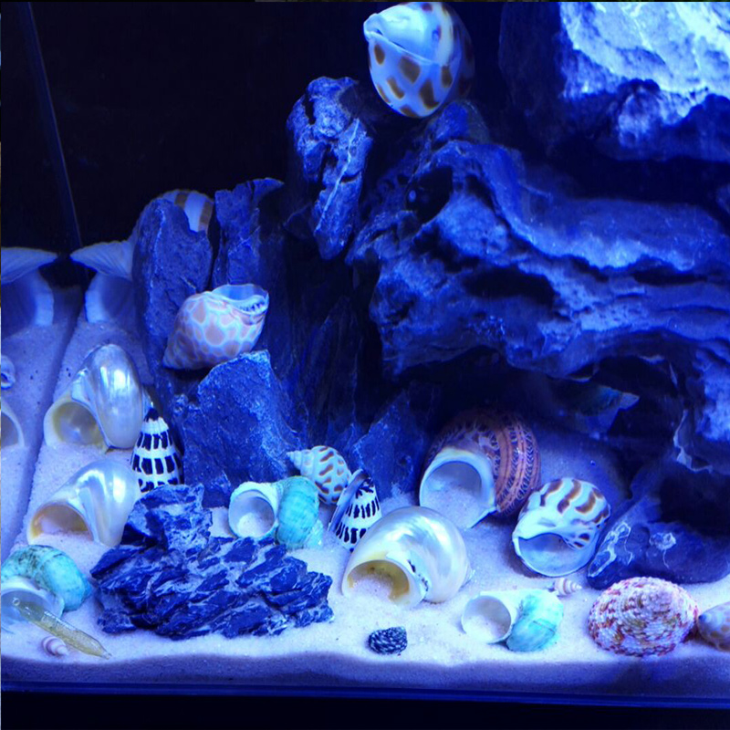 天然贝壳海螺卷贝鱼寄居蟹替换专用壳鱼缸造景摆件水族箱装饰 - 图0