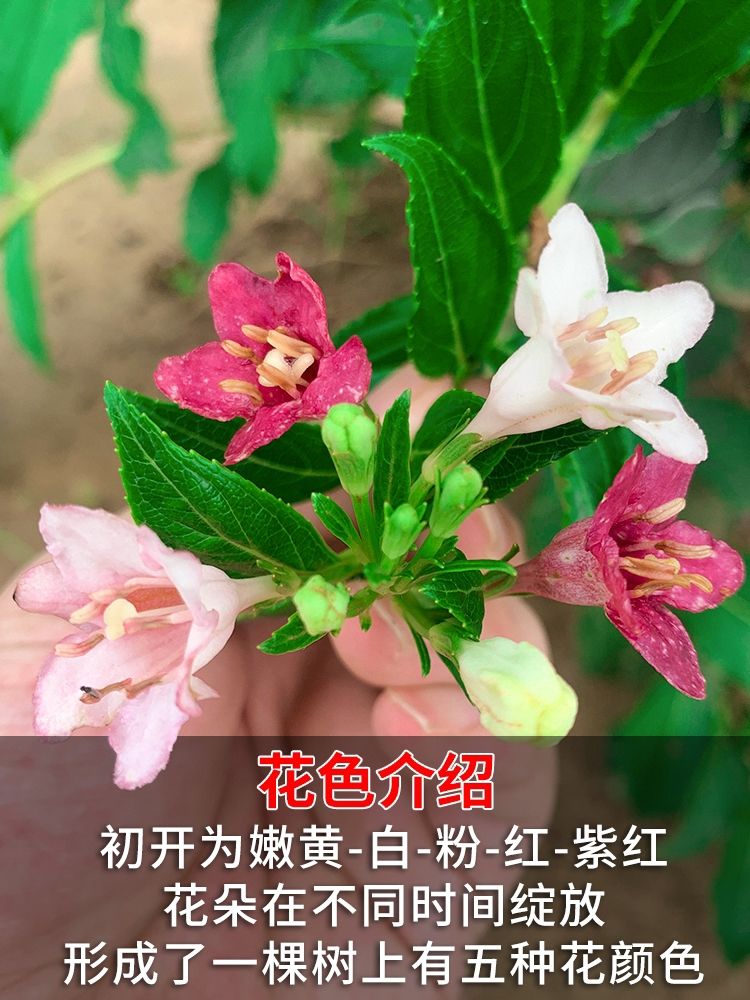 红王子锦带盆栽植物花苗紫叶花叶锦带花朵春天带花发货五彩锦带苗-图1