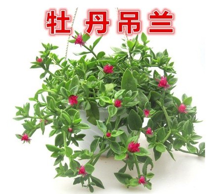 牡丹吊兰盆栽 净化空气植物食用穿心莲龙吐珠吊兰客厅吸甲醛绿植 - 图0