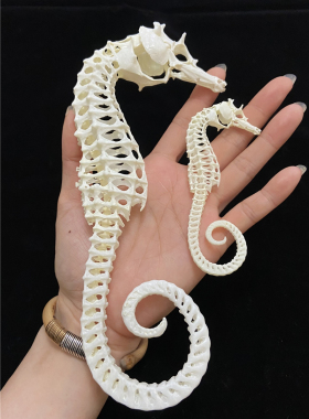 3D打印模型骨骼标本纯手工