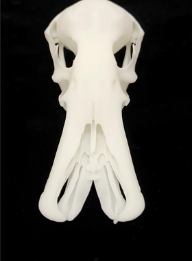 新款3D打印动物骨骼标本高精度模型光敏树脂摆件装饰礼物收藏定制