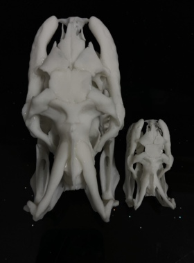 新款3D打印动物骨骼标本高精度模型光敏树脂摆件装饰礼物收藏定制