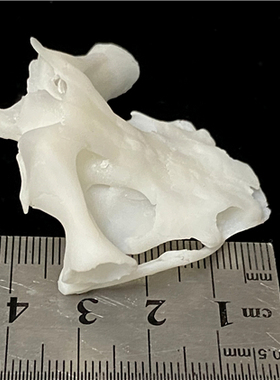 新款3D打印动物骨骼标本高精度模型光敏树脂摆件装饰礼物收藏定制
