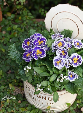 日系铁皮花盆铁艺墙上壁挂式铁桶花桶角堇草花挂盆斗篷盆大号铁盆