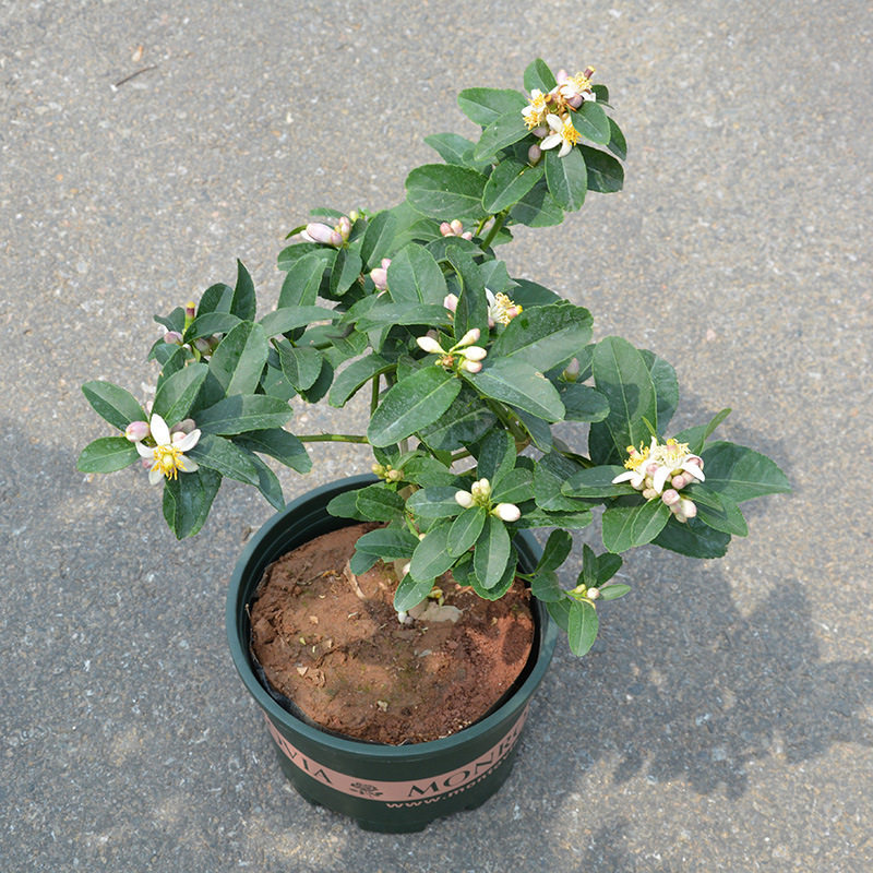 香水柠檬树苗盆栽带果室内室外手指无籽四季柠檬苗食用地栽柠檬树,淘宝优惠券,粉丝福利购,淘宝优惠卷