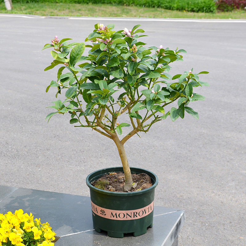 香水柠檬树苗盆栽带果室内室外手指无籽四季柠檬苗食用地栽柠檬树,淘宝优惠券,粉丝福利购,淘宝优惠卷