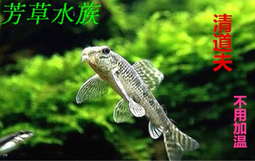 棒花高帆国产原生观赏冷水淡水鱼缸溪流除藻除垃圾底栖鱼 - 图2