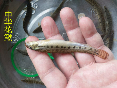 中华花鳅翻沙清道夫溪鳅小泥鳅观赏活体水族宠物原生底栖冷水鱼 - 图0