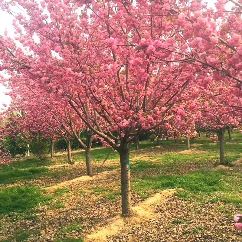 樱花树苗盆栽带花苞园林绿化庭院风景大树苗一年四季开花不断植物 - 图1