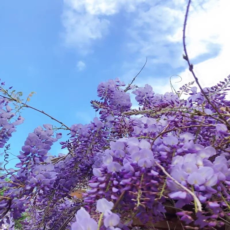 紫藤树苗日本进口花苗精选爬藤多花植物庭院户外四季开花攀爬盆栽,淘宝优惠券,粉丝福利购,淘宝优惠卷