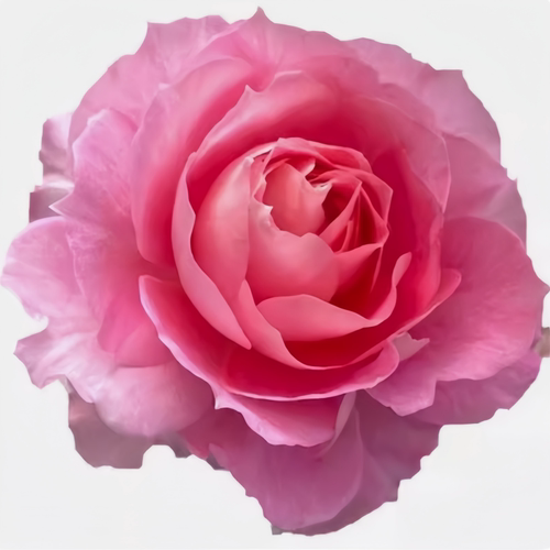 海神王阳台月季花苗大花浓香型庭院地栽丰花月季四季开花耐寒植物 - 图3