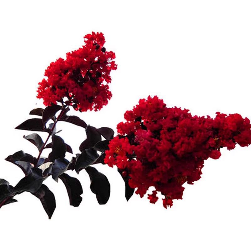 红花紫薇树苗庭院花卉植物室外红火箭花苗别墅绿化盆栽景四季开花,淘宝优惠券,粉丝福利购,淘宝优惠卷