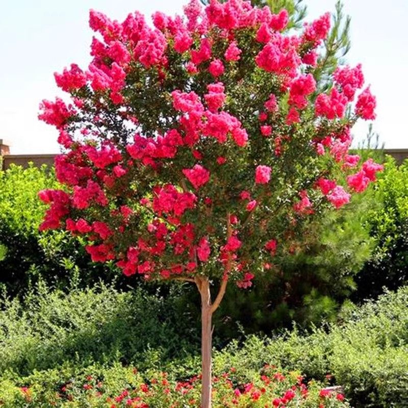 红花紫薇树苗庭院花卉植物室外红火箭花苗别墅绿化盆栽景四季开花,淘宝优惠券,粉丝福利购,淘宝优惠卷