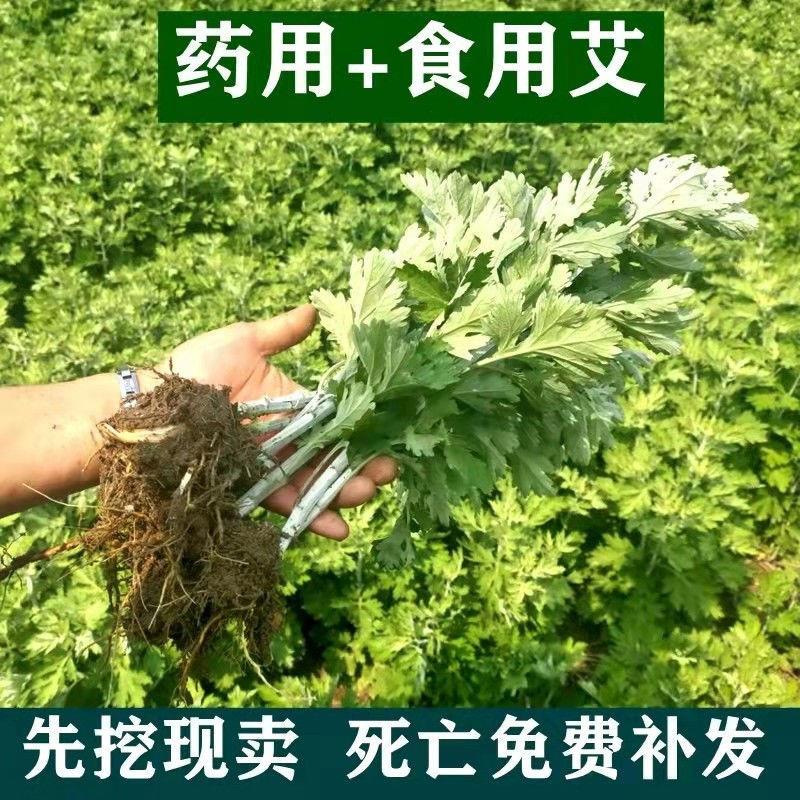 药用食用大叶艾草根种植艾草种子苗驱蚊艾蒿新鲜四季带根艾草苗-图0