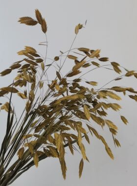小盼草干花永生花客厅家居摆件小清新插花电视柜室内装饰拍摄道具