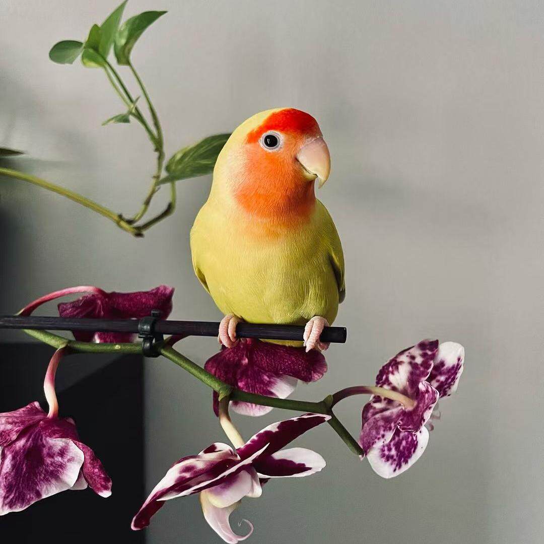 牡丹宠物鸟亲人粘人好喂养黄桃绿桃紫罗兰绿金顶会学说话活体鹦鹉,淘宝优惠券,粉丝福利购,淘宝优惠卷