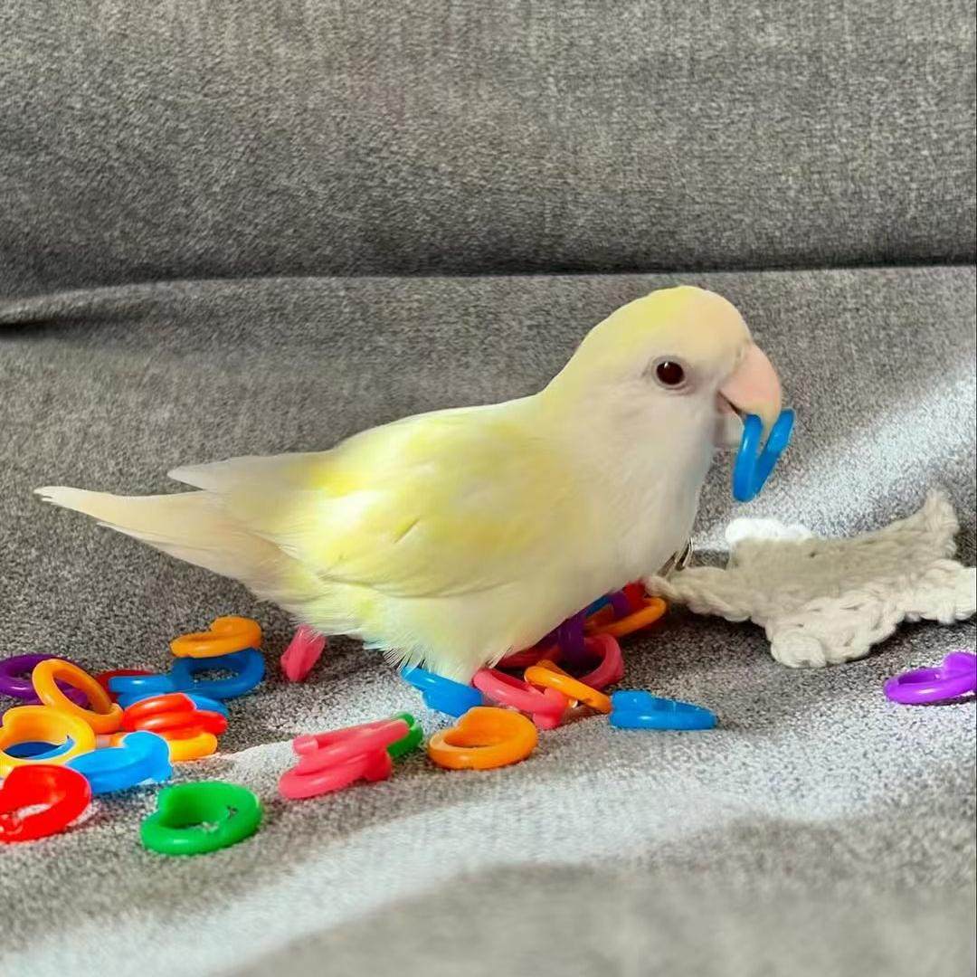 牡丹宠物鸟亲人粘人好喂养黄桃绿桃紫罗兰绿金顶会学说话活体鹦鹉,淘宝优惠券,粉丝福利购,淘宝优惠卷