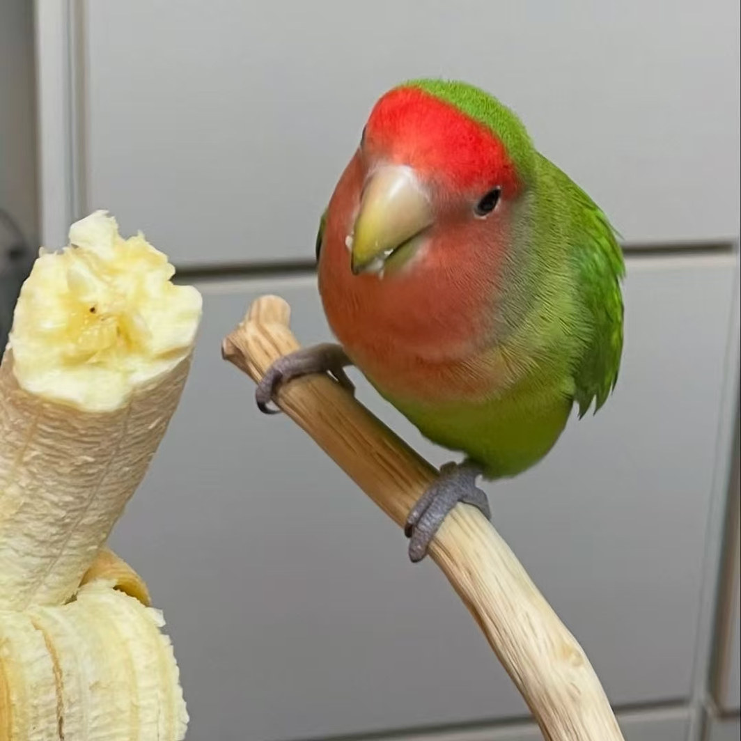 牡丹宠物鸟亲人粘人好喂养黄桃绿桃紫罗兰绿金顶会学说话活体鹦鹉,淘宝优惠券,粉丝福利购,淘宝优惠卷