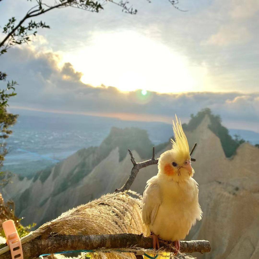 高端玄凤纯手养宠物鸟会吹口哨会技能亲人粘人好喂养黄化可繁殖鸟,淘宝优惠券,粉丝福利购,淘宝优惠卷