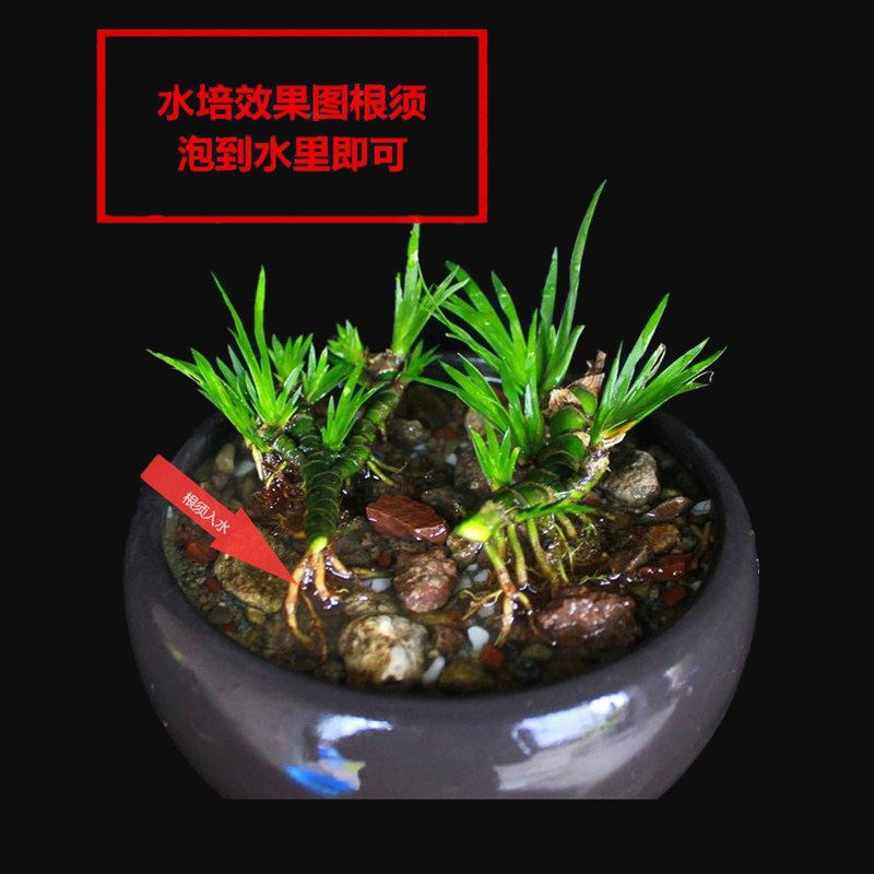 龙根菖蒲盆景吸甲醛绿植室内办公桌菖蒲草养龟挺水培植物盆栽包邮 - 图1