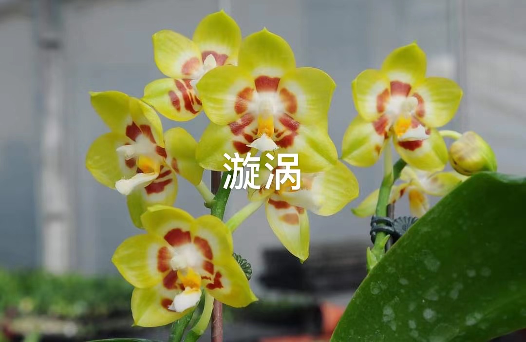 旭日生物原生兰兰室内长寿花带花苞四季花直播专拍 - 图2