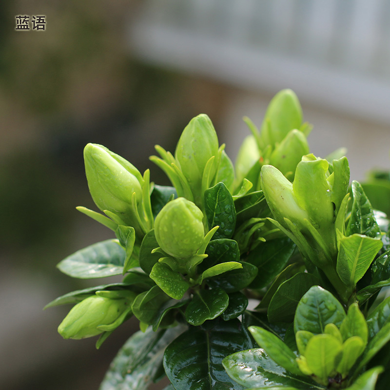 栀子花盆栽 带花出售 室内花卉绿植开花植物四季阳台庭院花园绿化 - 图1