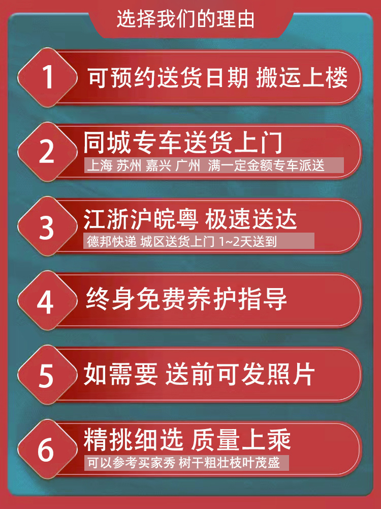 绿宝幸福树盆栽 大型绿植客厅花卉办公室内绿化植物 上海送货上门