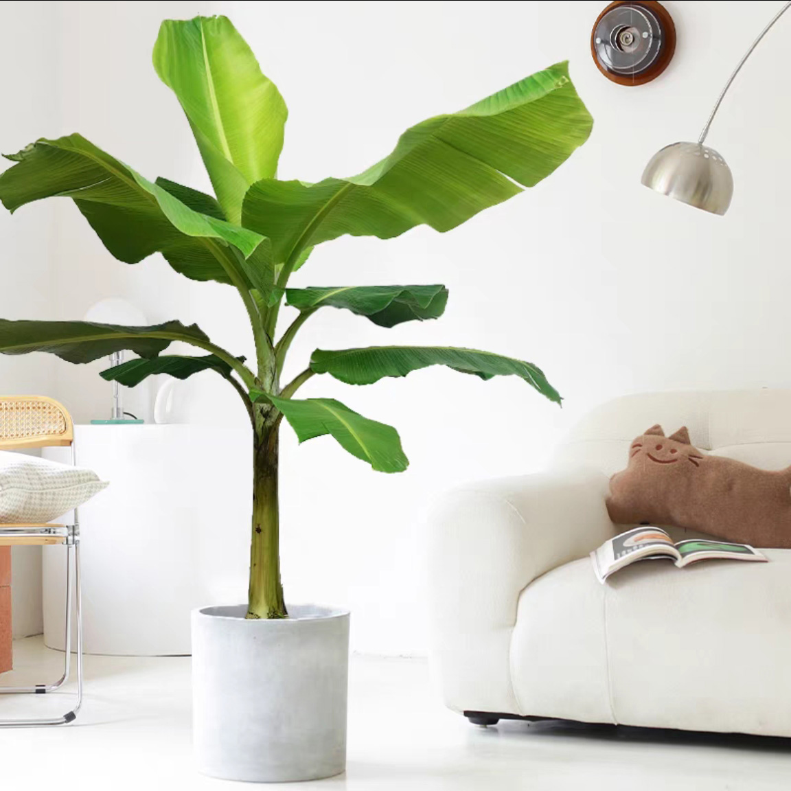 大型芭蕉树盆栽 阳台户外庭院绿植花卉芭蕉苗 耐寒耐晒大叶植物 - 图2