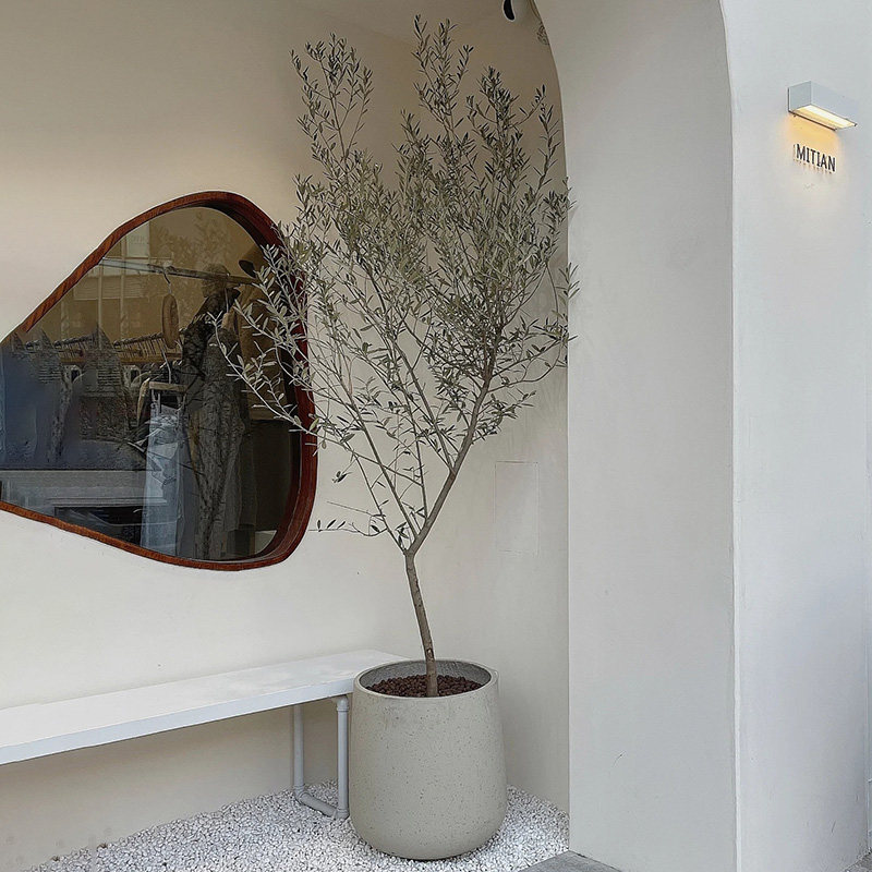 【可拍照选货】油橄榄树盆栽 真树大型植物 室内阳台庭院绿植花卉,淘宝优惠券,粉丝福利购,淘宝优惠卷