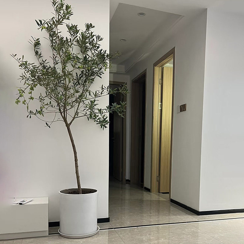 【可拍照选货】油橄榄树盆栽 真树大型植物 室内阳台庭院绿植花卉,淘宝优惠券,粉丝福利购,淘宝优惠卷